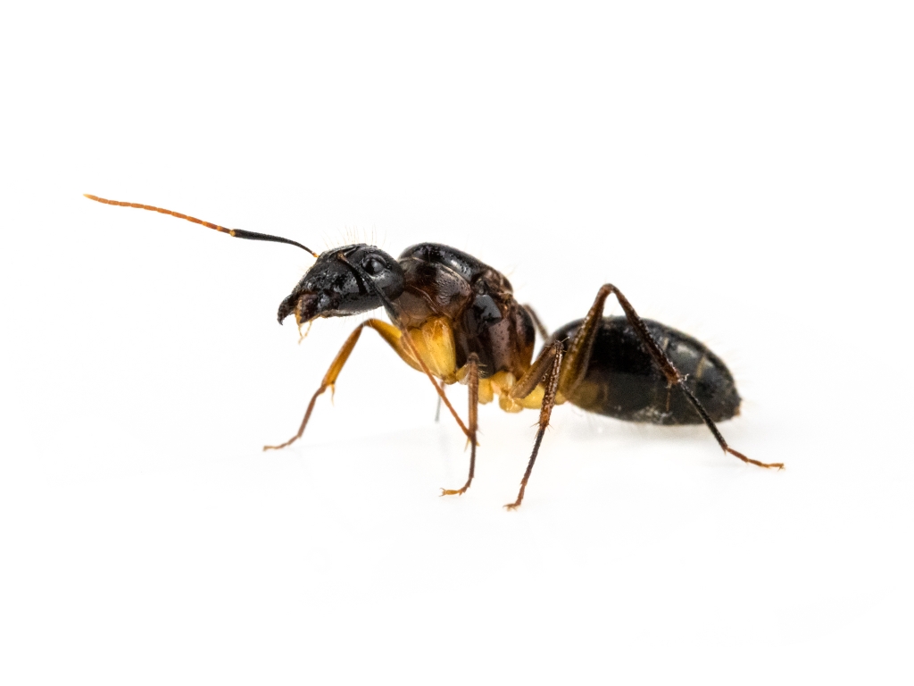 Camponotus pseudoirritans